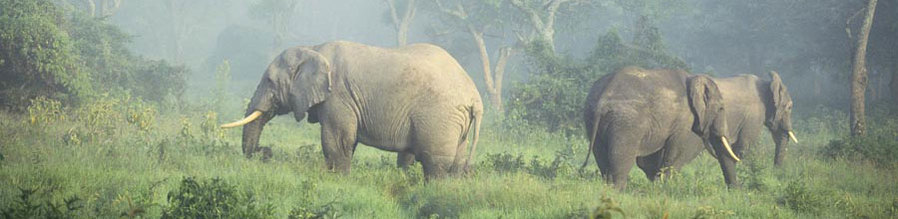 Tanzania Safaris