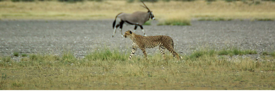 Botswana Kalahari Safari