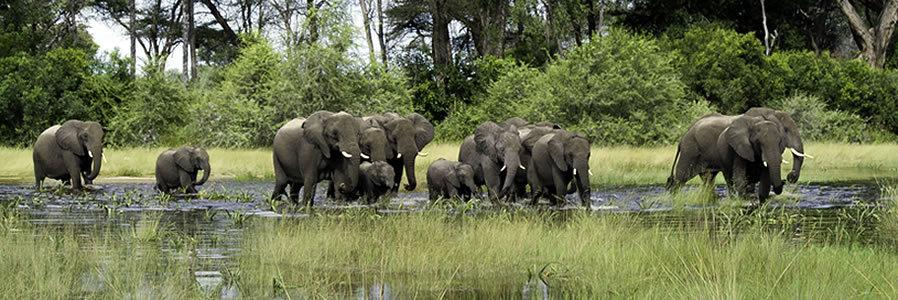 Botswana wildlife safaris